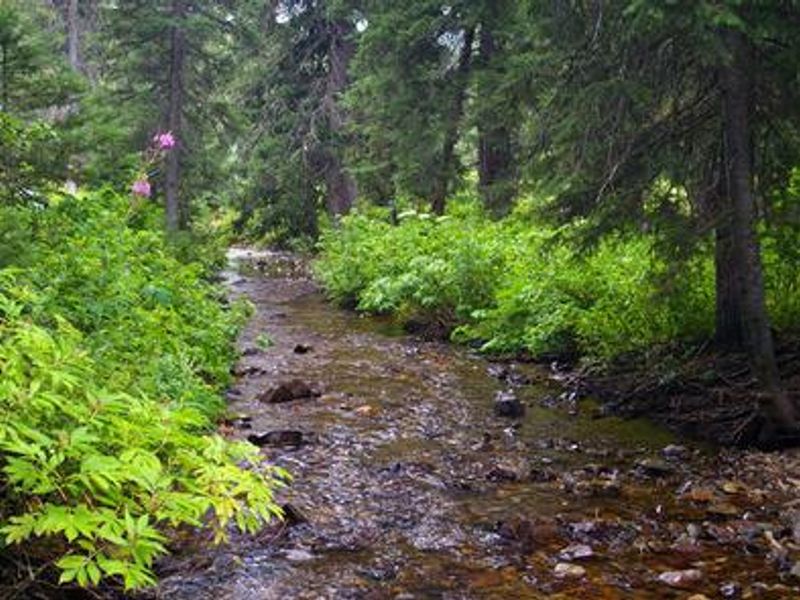 North Fork Cottonwood Creek