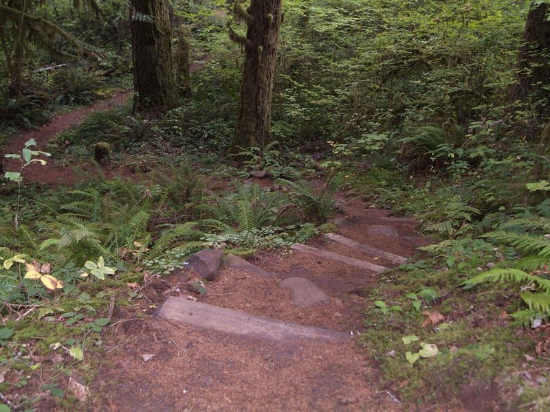 Steps in the Shotgun nonmotorized trail system. 
