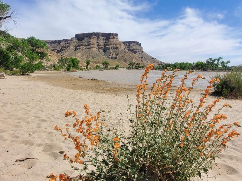 Orange flowers on the beach with the Green River, beach, and trees in the mid-ground and buttes in the background.