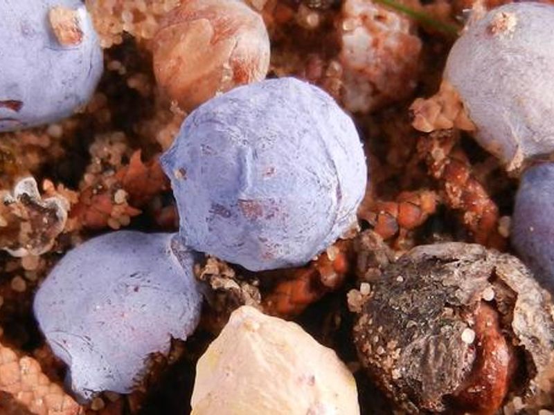 Juniper Berries