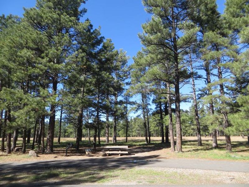 Pinegrove Camping Site