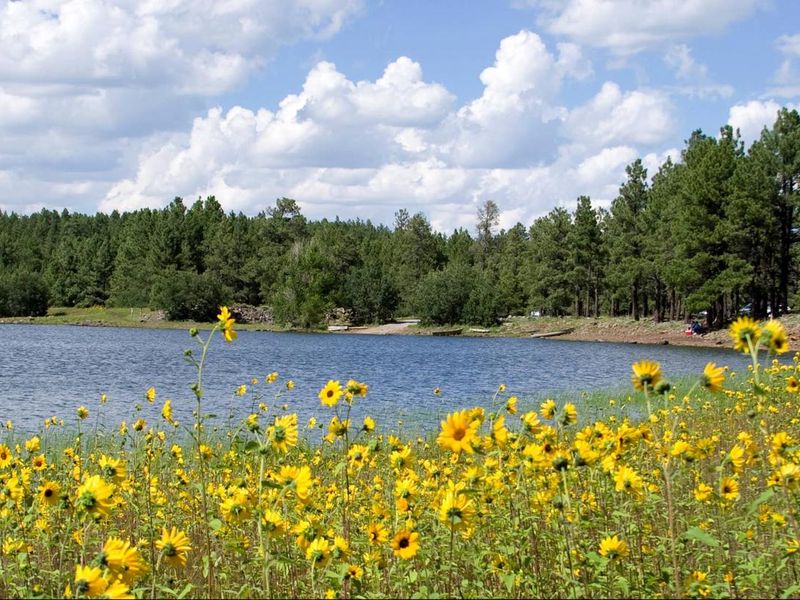 Summer Flowers overlook Lake shore