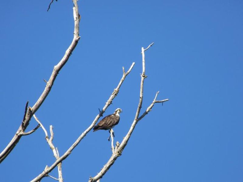 An osprey sits high above the Horseshoe Road pond, searching for fish in the water below