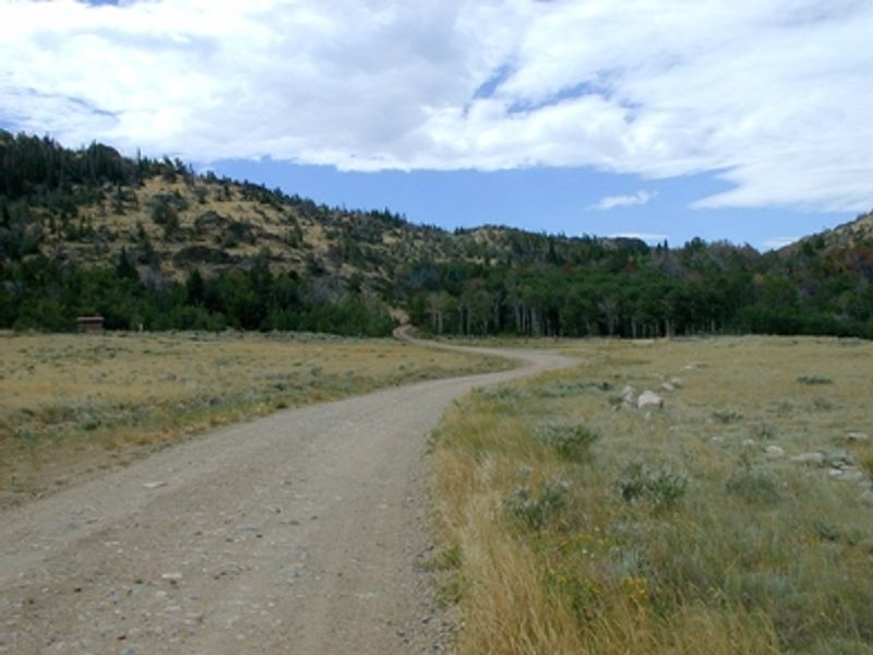 A dirt road leads to a grove of aspen trees in front of hills.