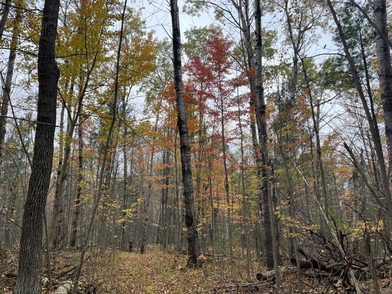 A photo of facility Wakeley Lake Campground with No Amenities Shown