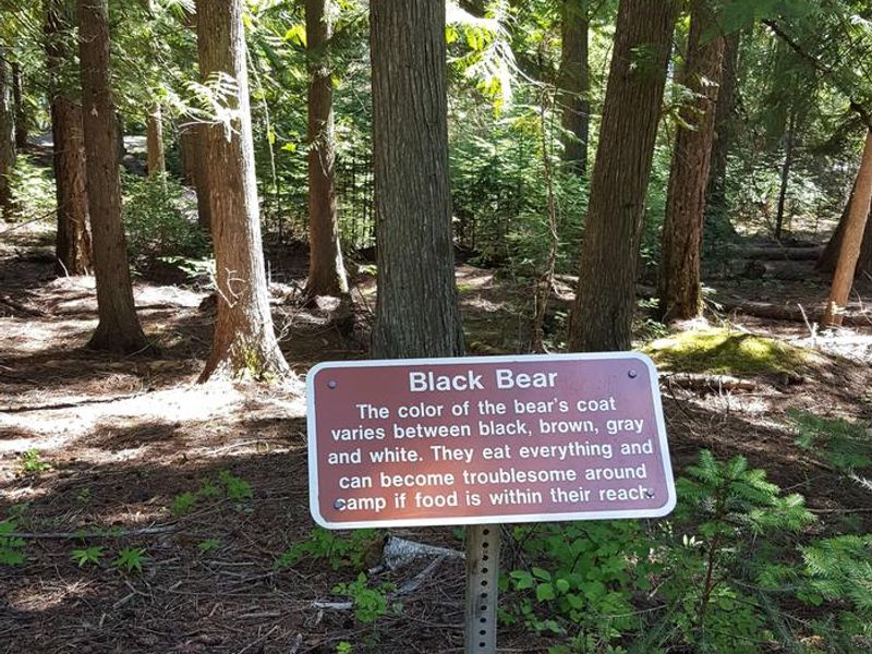 Interpretive Sign at Osprey Campground