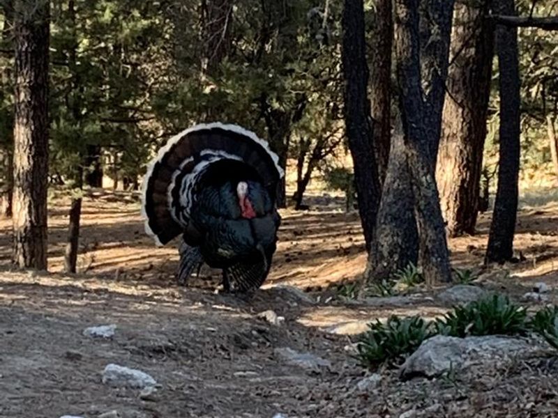 Turkeys are prolific in the higher elevations of Saguaro NP