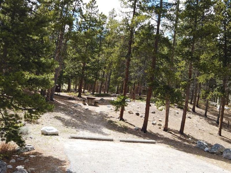 Limber Pine Campsite