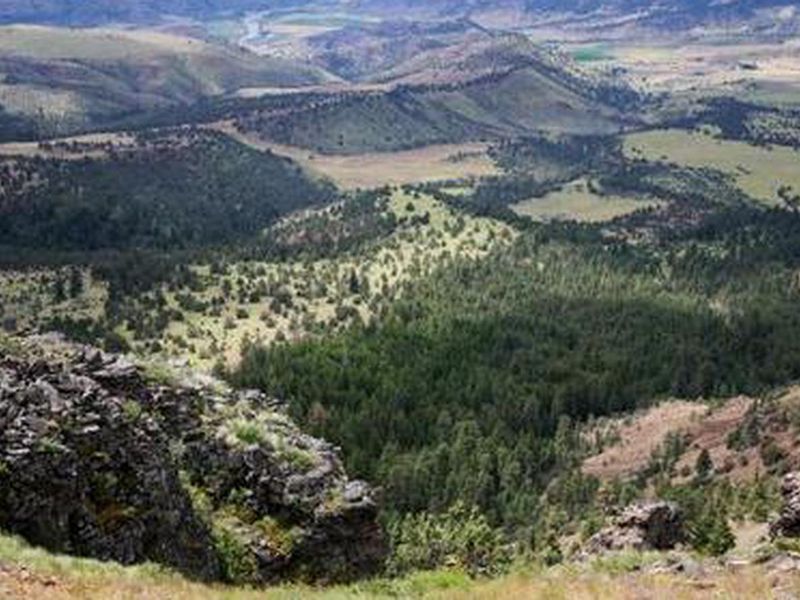 The view near Tamarack Cabin.
