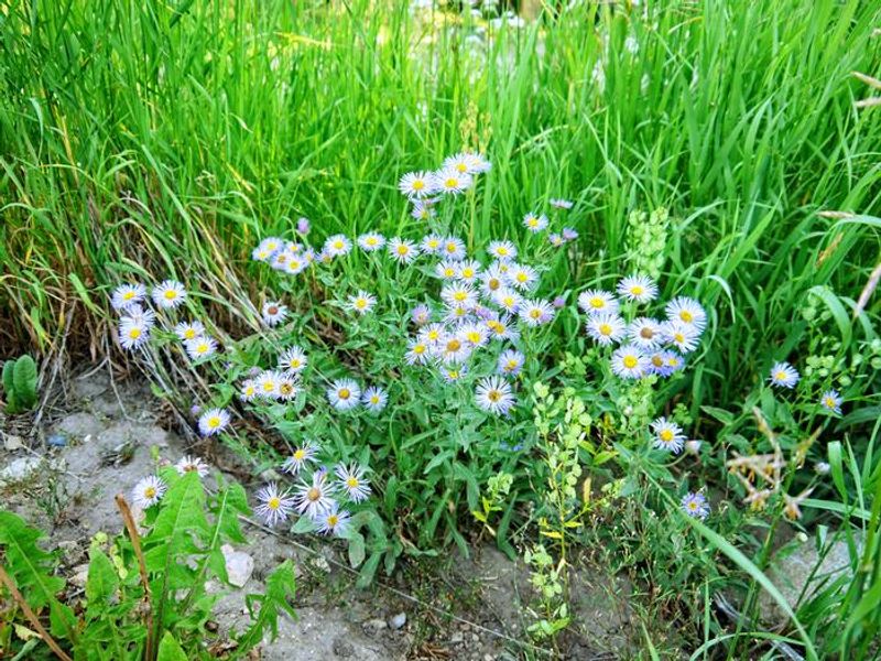 Purple flowers at Boulder Park