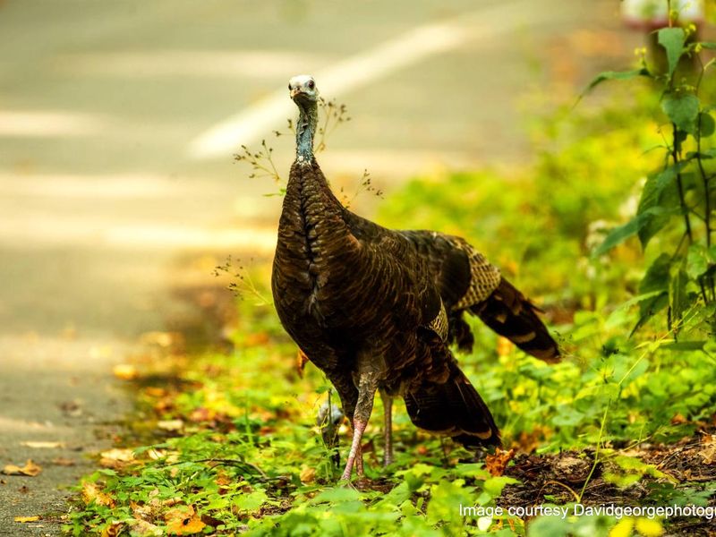 It is likely to see many turkey wandering through the campground. 