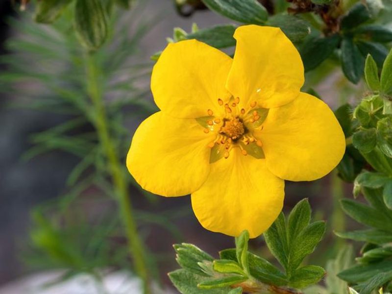Bush Cinquefoil (Dasiphora fruticosa ssp. floribunda)