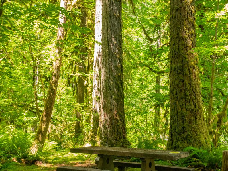 A site at Graves Creek Campground.