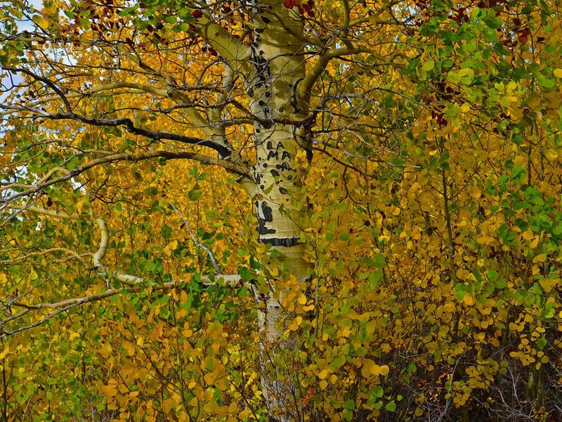 Aspen grove near Jackman Park Campground