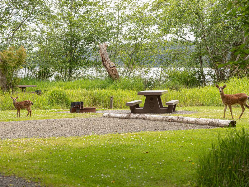 Blacktail deer pass through a campsite at Ozette Campground.