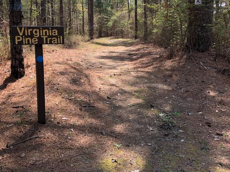 Virginia Pine Trail