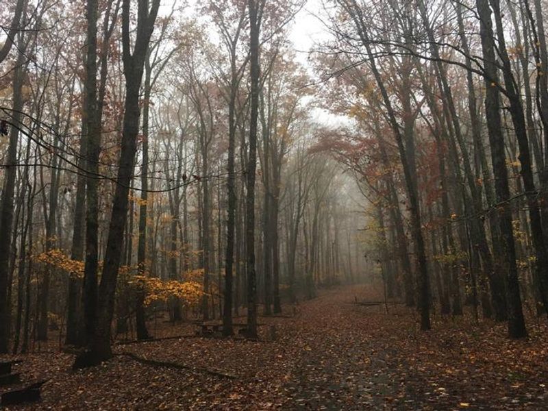 Capturing the mystery of a foggy day (B Loop)