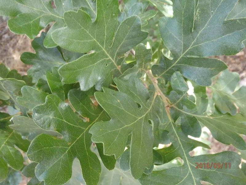 Set among Oak trees this campground has easy access