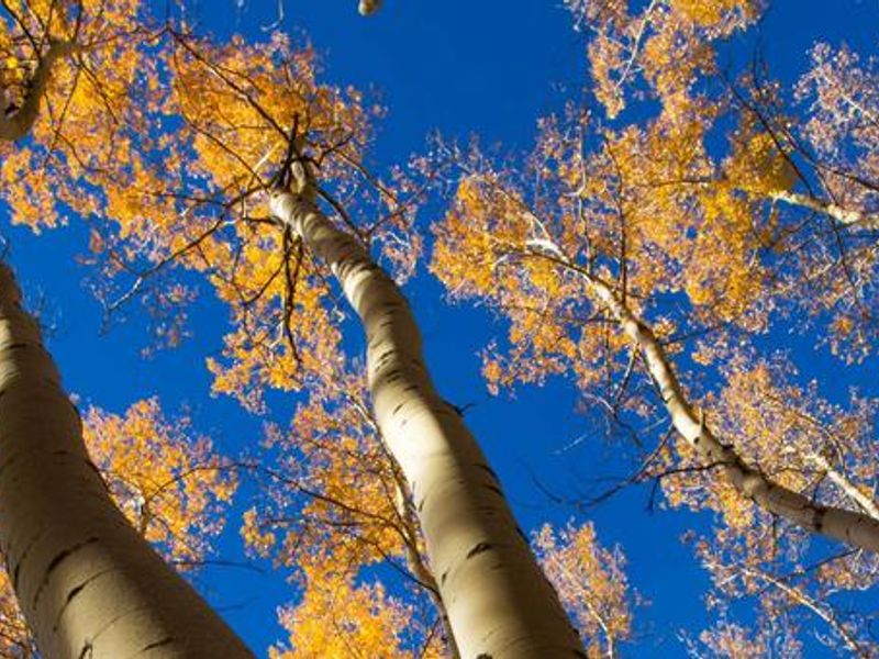 Santa Fe National Forest