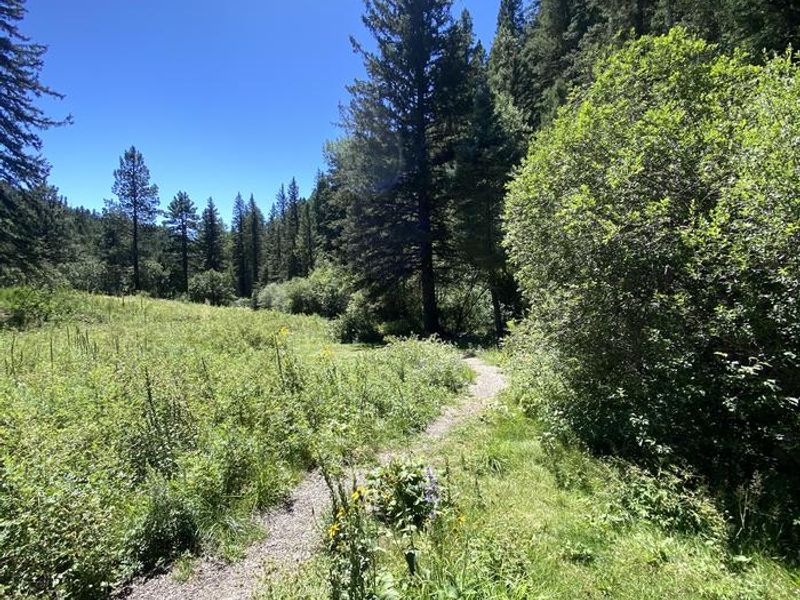 Trees grow alongside a paved walkway with clear skies overhead and creek nearby.