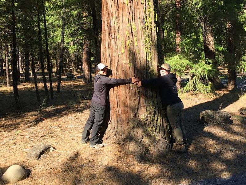 Tall trees provide plenty of shade