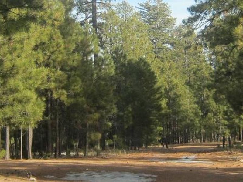 Black Canyon Rim Campground