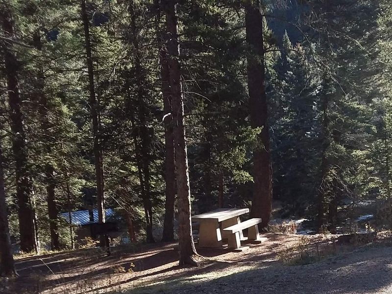 Campsite forest veiw.