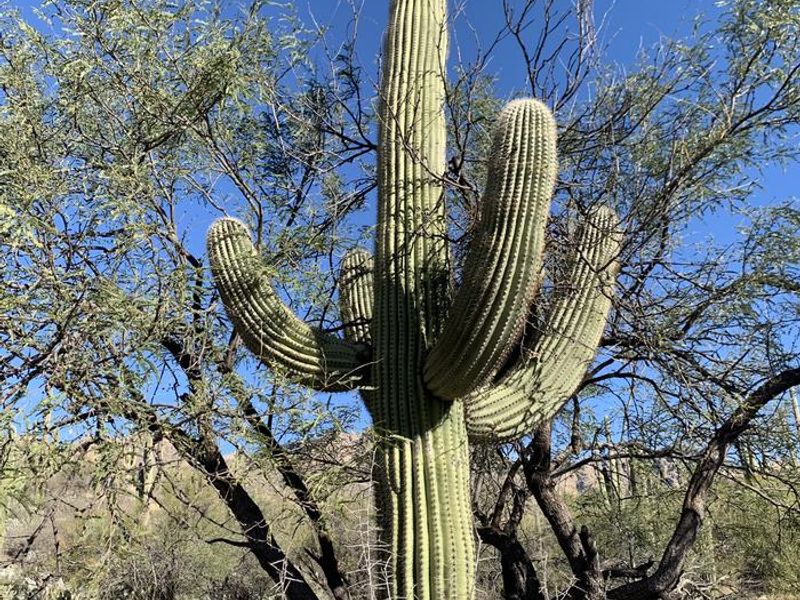 Saguaros everywhere!