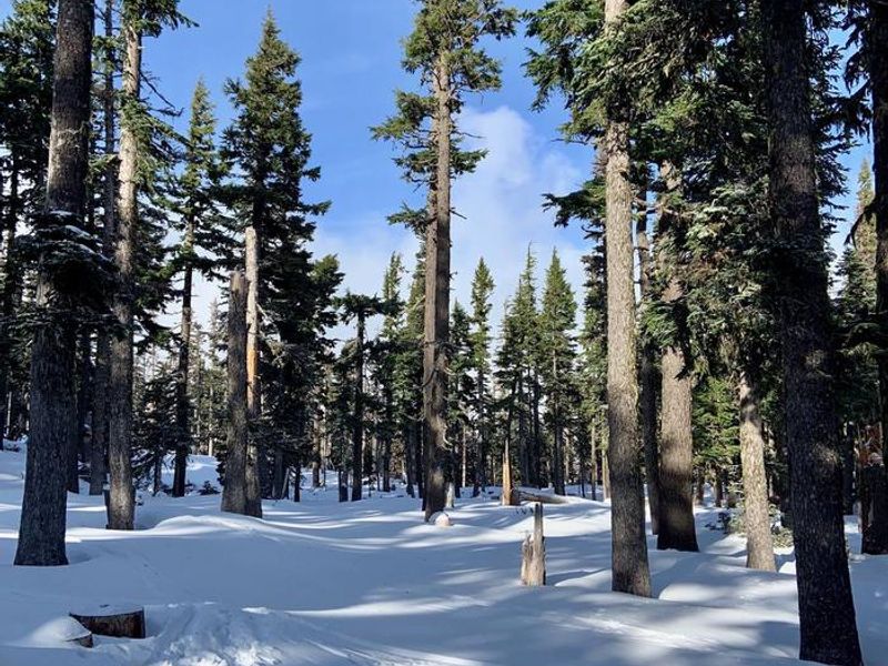 Area surrounding the cabin