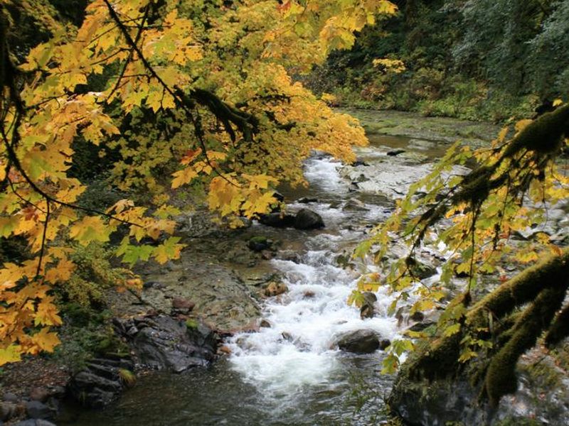 Fernview Campground located in the Willamette National Forest.