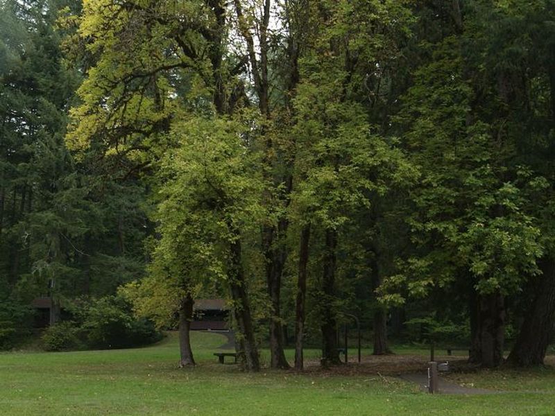 Group of hardwoods sheltering the play area between shelters 1 and 2. 