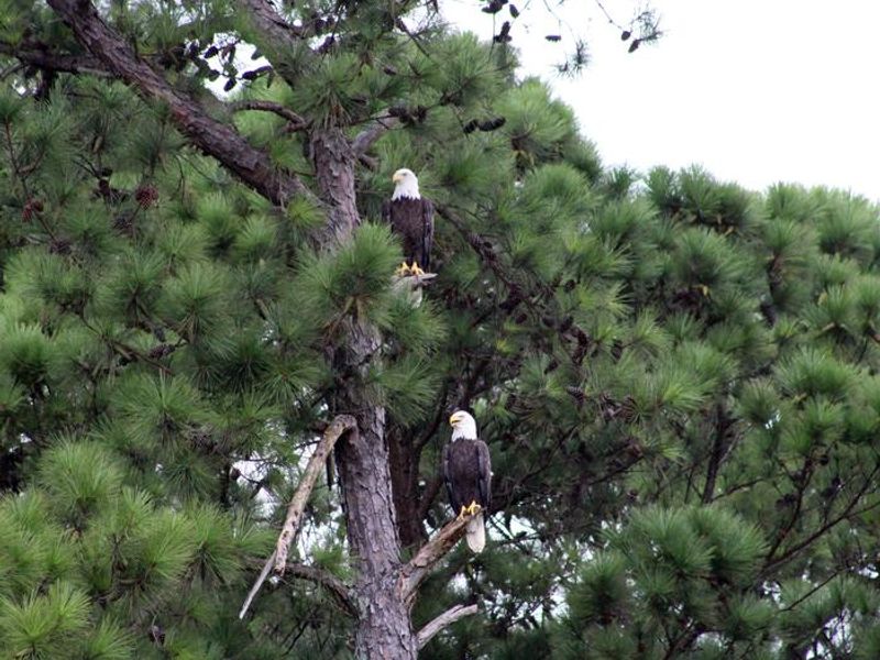American Bald Eagles