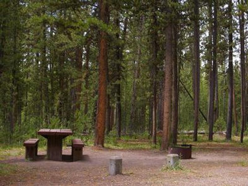 Wooded campsite