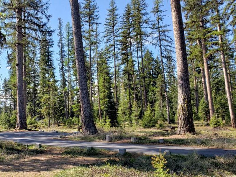 Larch trees along the road in Seeley Lake Campground. 