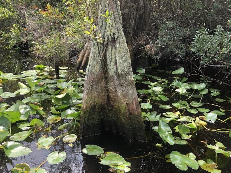Base of cypress tree with water lilies on top of the water