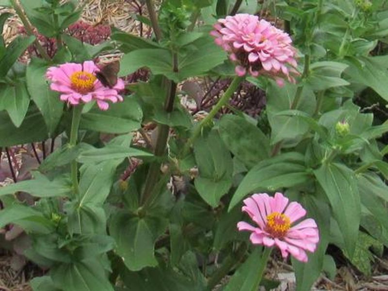 Butterfly garden at Washington Irving South.