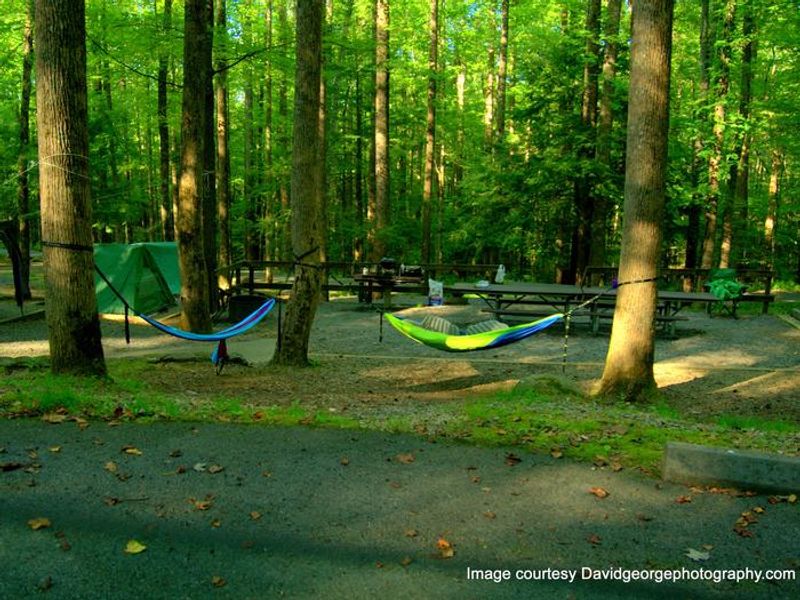 Hammocks and Tent camping