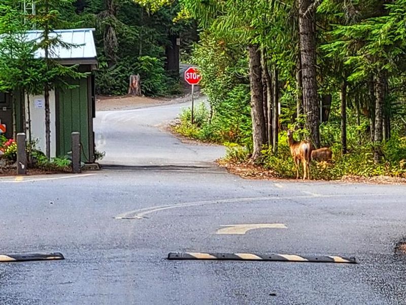 Kachess Campground Residents