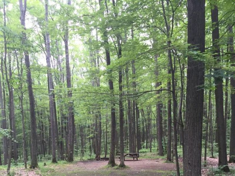 intimate, forested campground