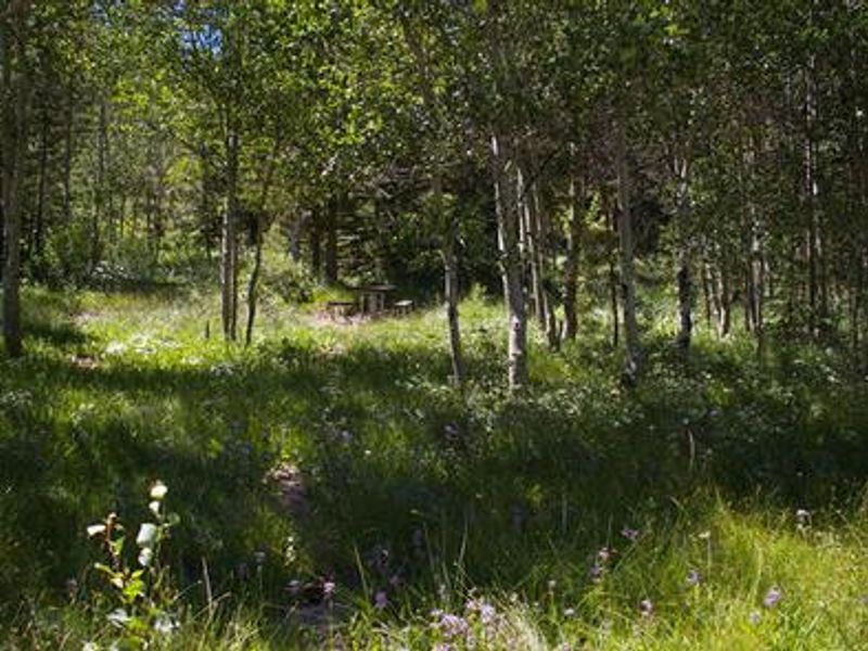 Enjoy a lovely day trip and picnic surrounded by the beautiful flora and fauna at Lower Penstemon. 