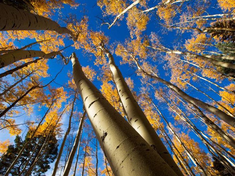 Santa Fe National Forest