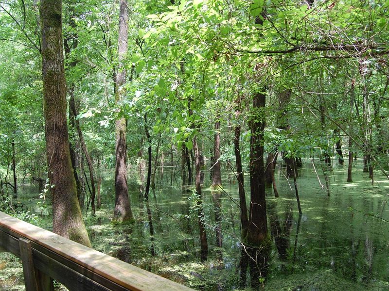 Beard's Lake Nature Bridge