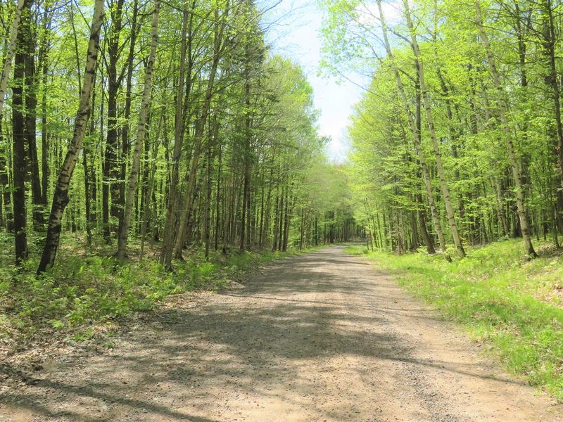 Road leading into the Eastwood campground