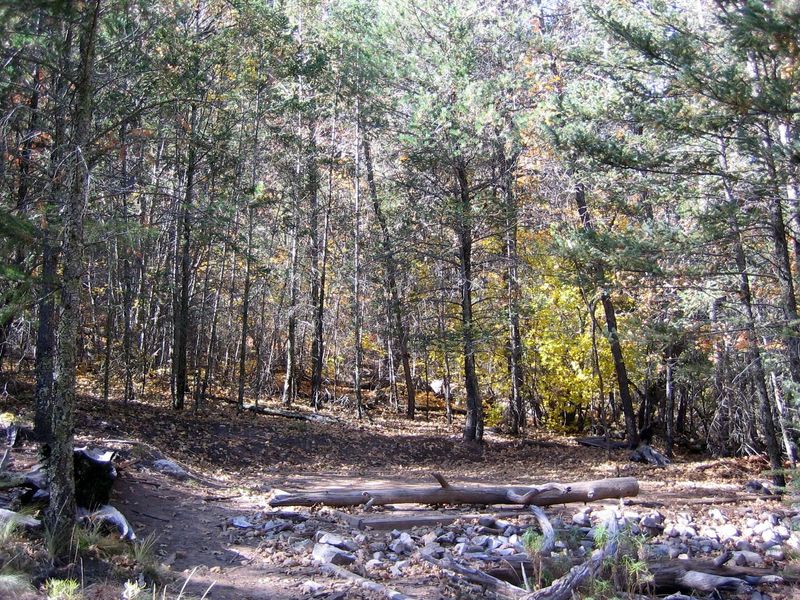 Tejas campsites feature good cover from wind and the elements.