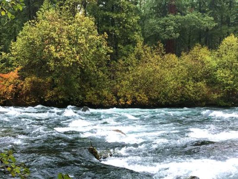 Monty is on the Metolius River