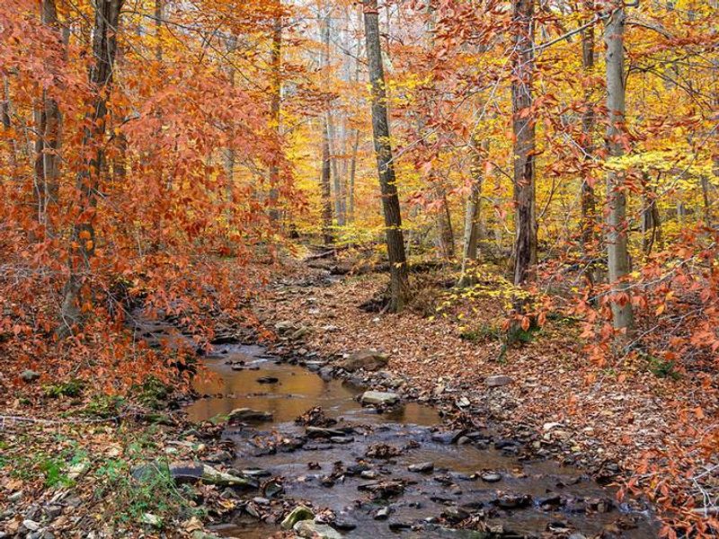 The eastern deciduous forest provides privacy and seclusion.