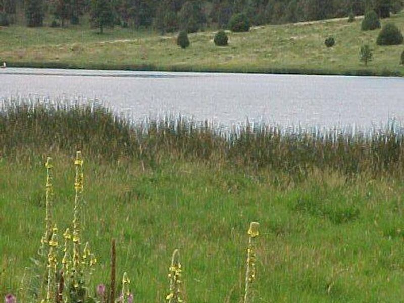 Landscape near Quemado Lake showing vegetation, pretty flowers