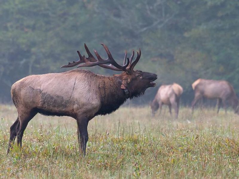 Elk