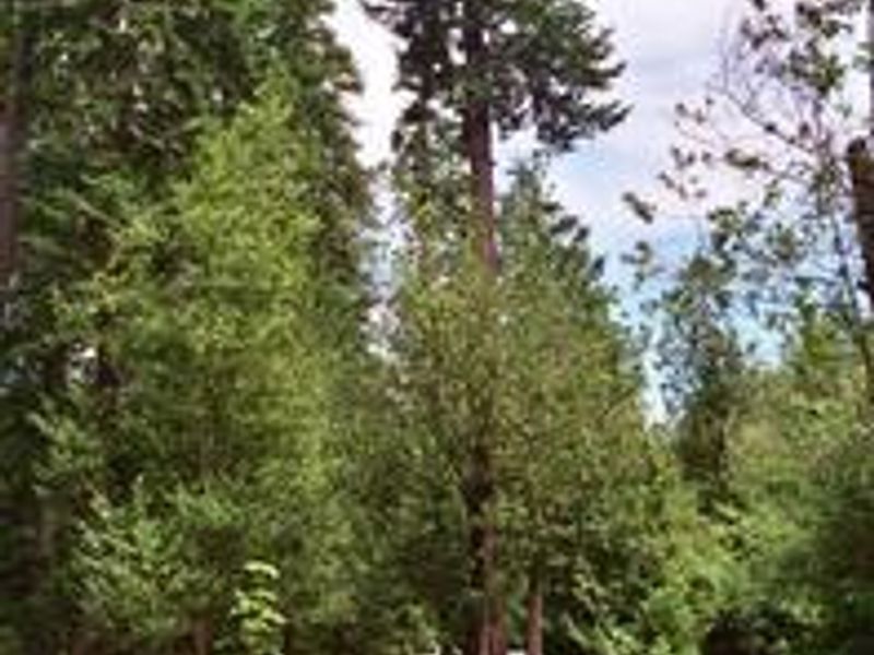 View of loop road in Tyee Campground.