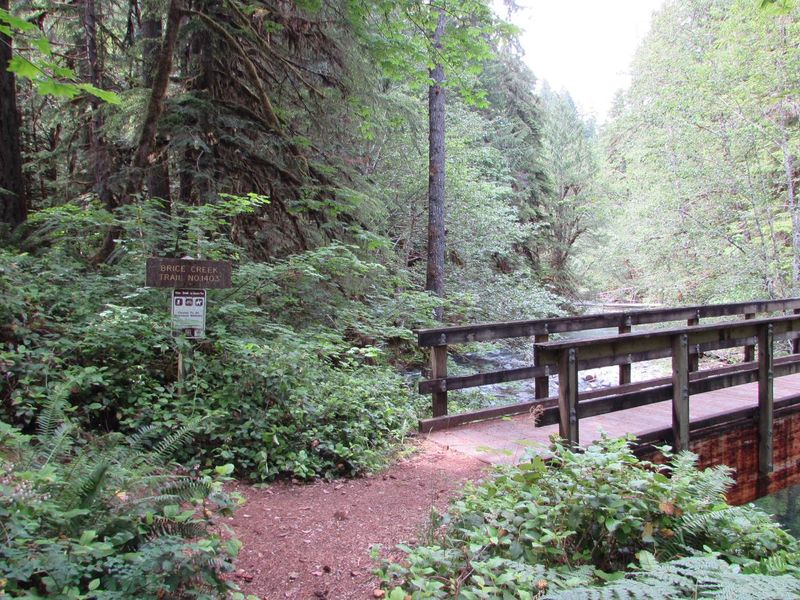 Brice Creek and its scenic trail run along the whole campground